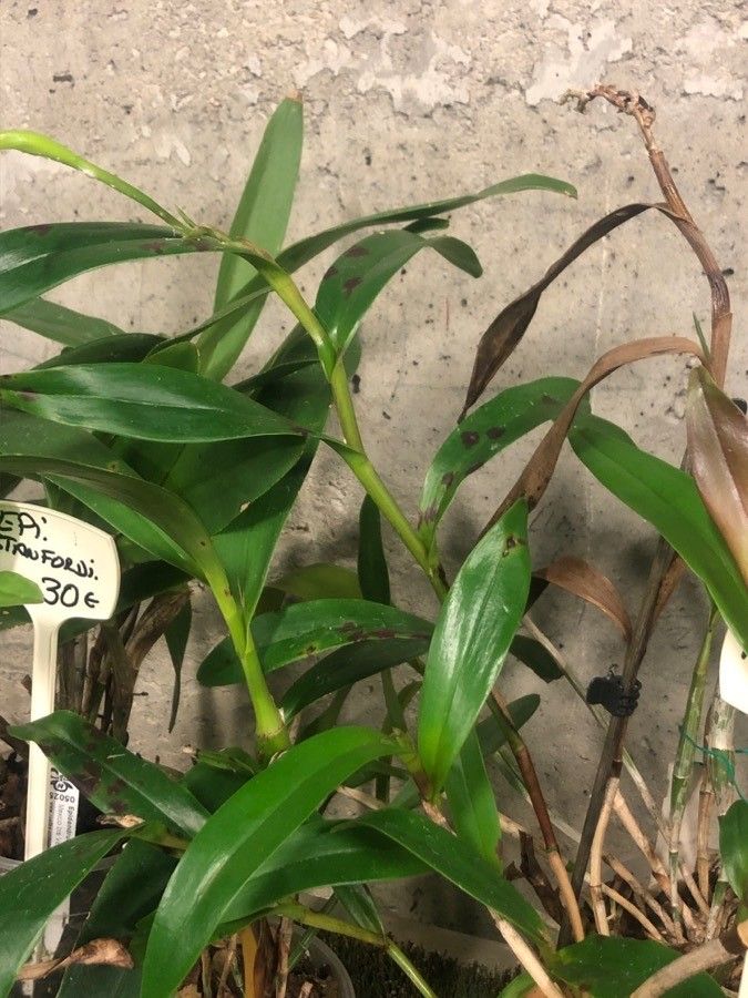 Epidendrum nocturnum leaf