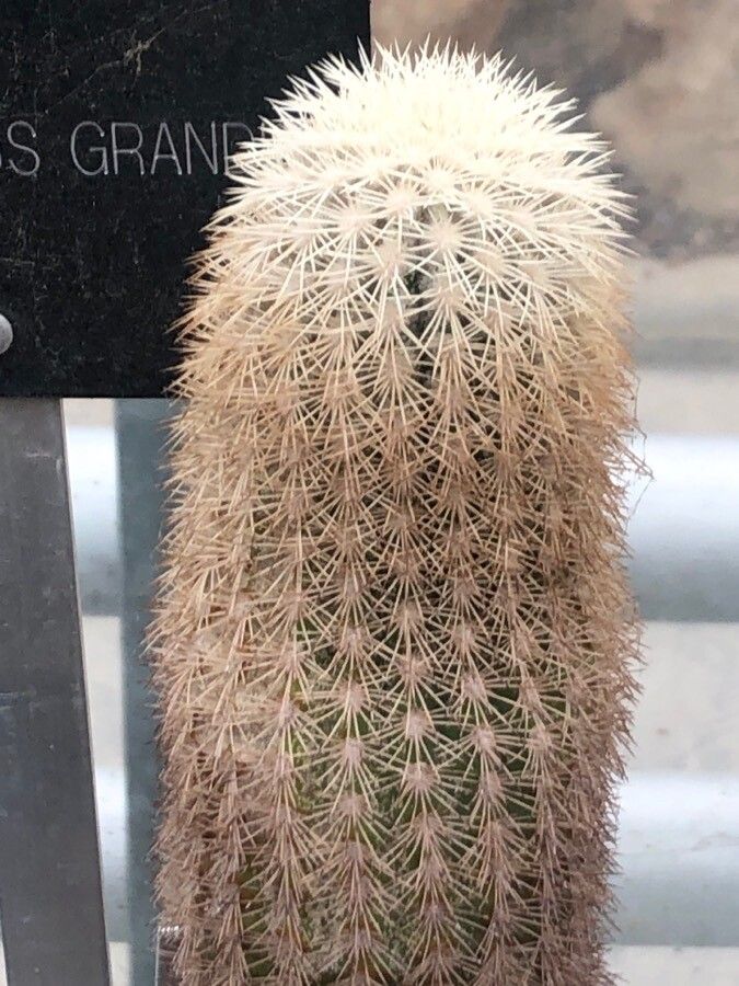 Echinocereus grandis — search result for 'Echinocereus'