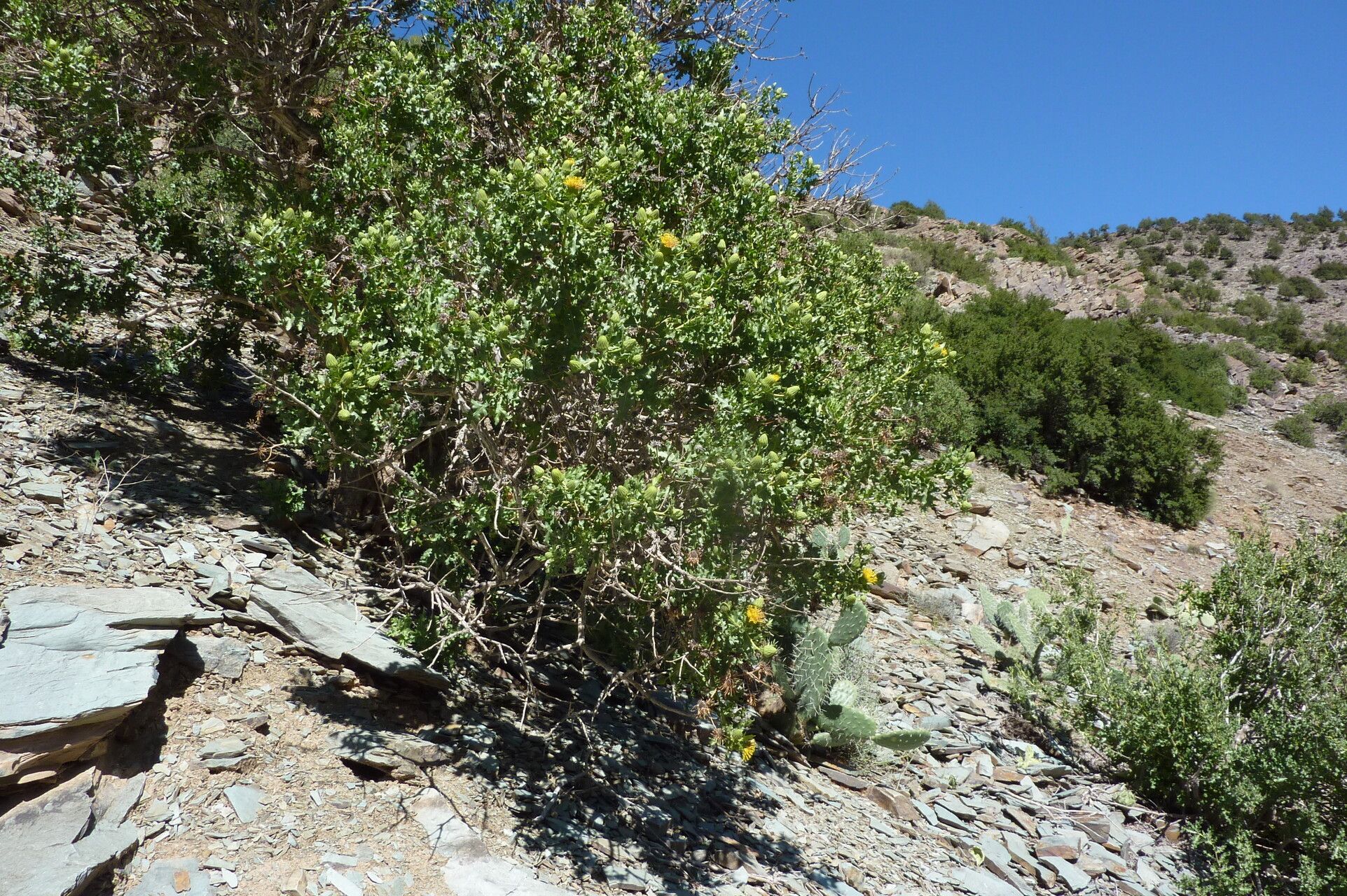Warionia saharae habit