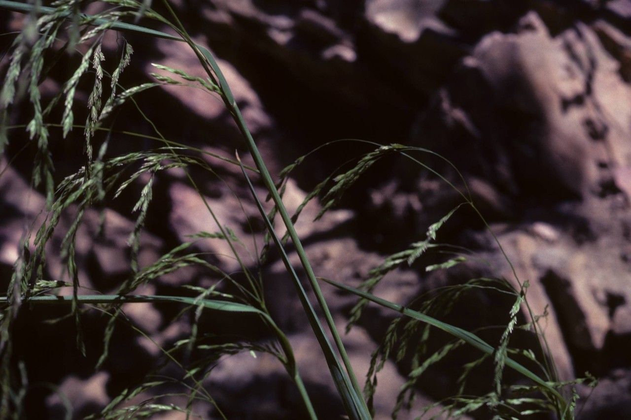 Poa occidentalis — houseplant care guide