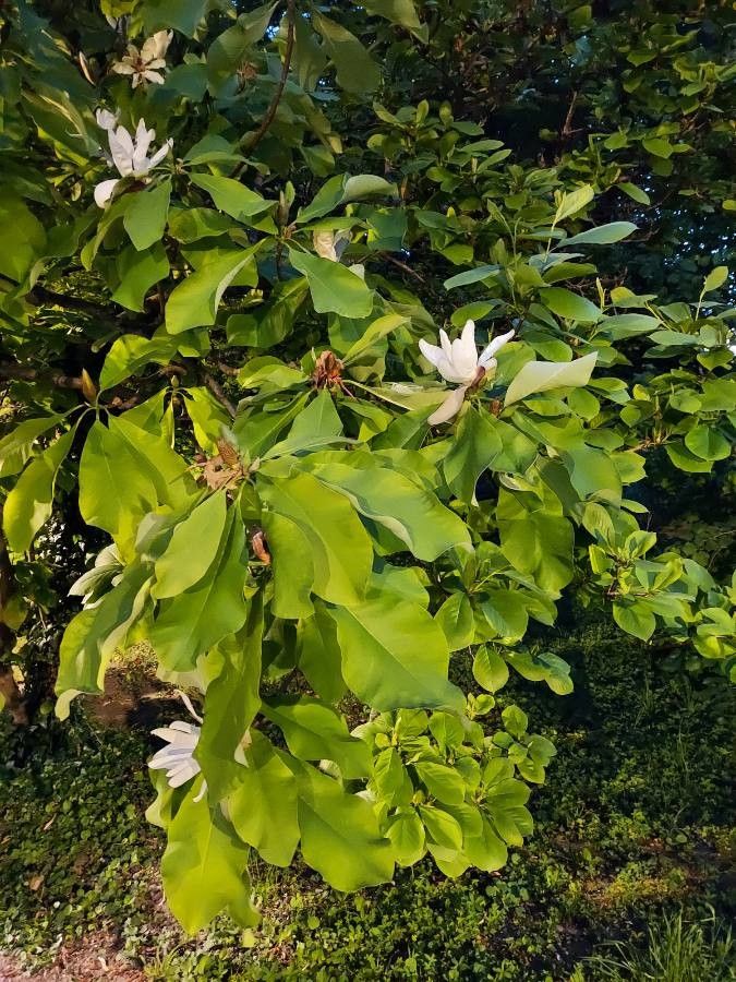 Magnolia hypoleuca flower