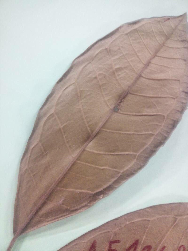 Eugenia tetramera leaf