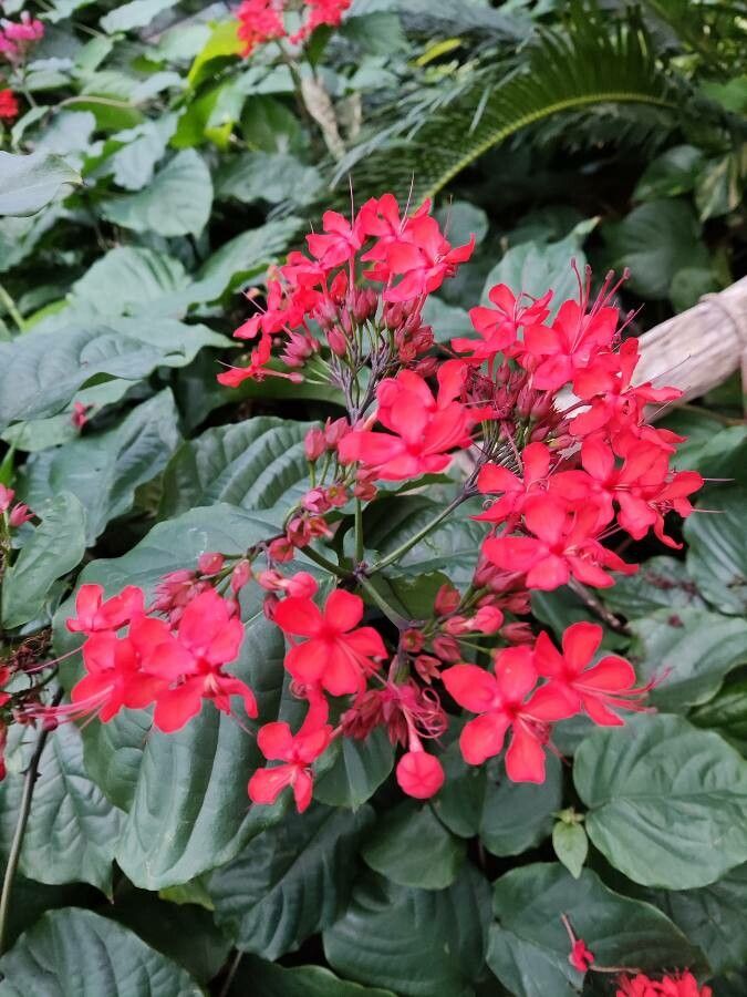Clerodendrum splendens flower