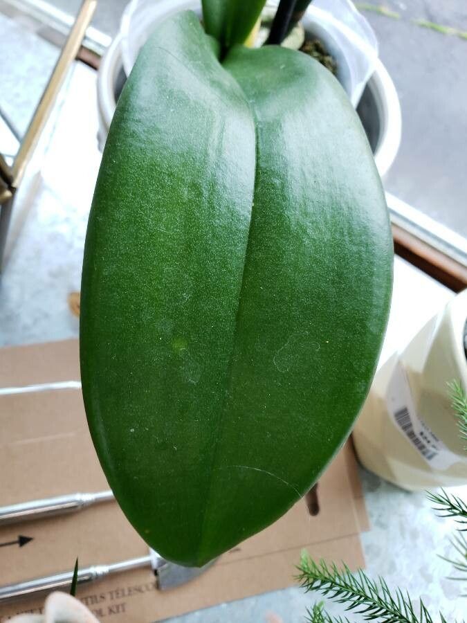 Phalaenopsis × singuliflora