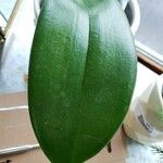 Phalaenopsis × singuliflora