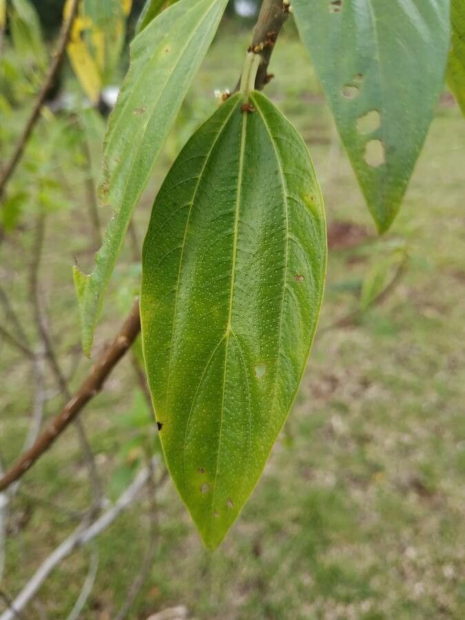 Pouzolzia laevigata — houseplant care guide