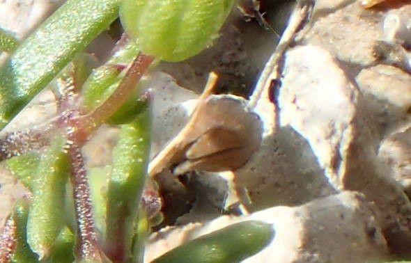 Arenaria controversa fruit