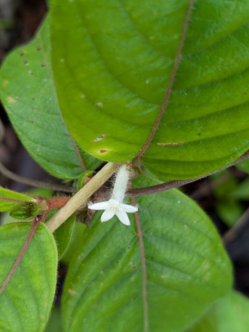 Sabicea aspera flower