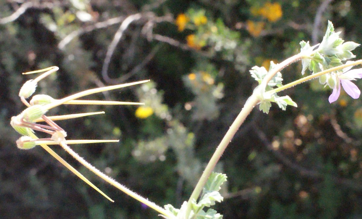 Erodium chium fruit
