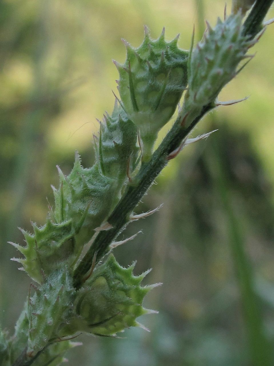 Onobrychis supina fruit