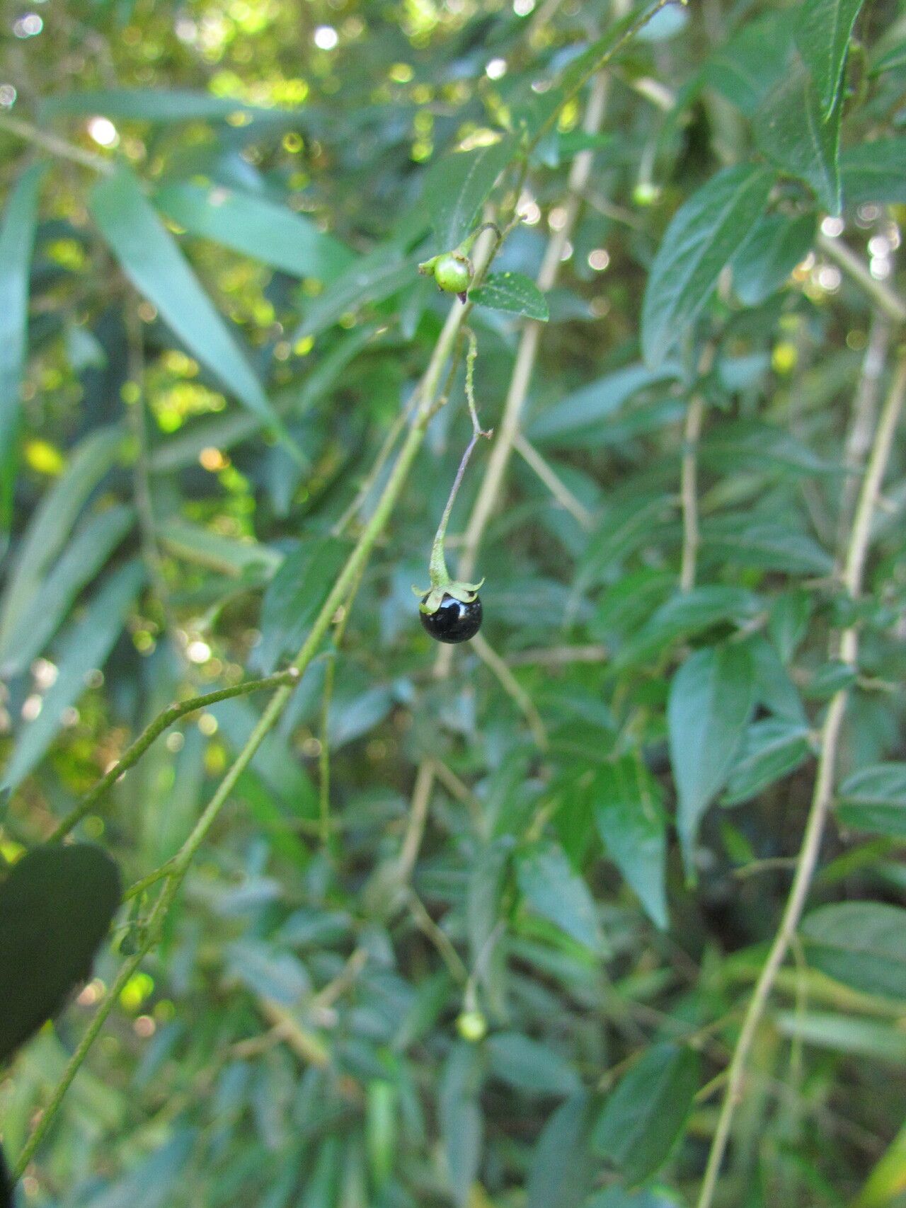 Solanum hirtellum fruit