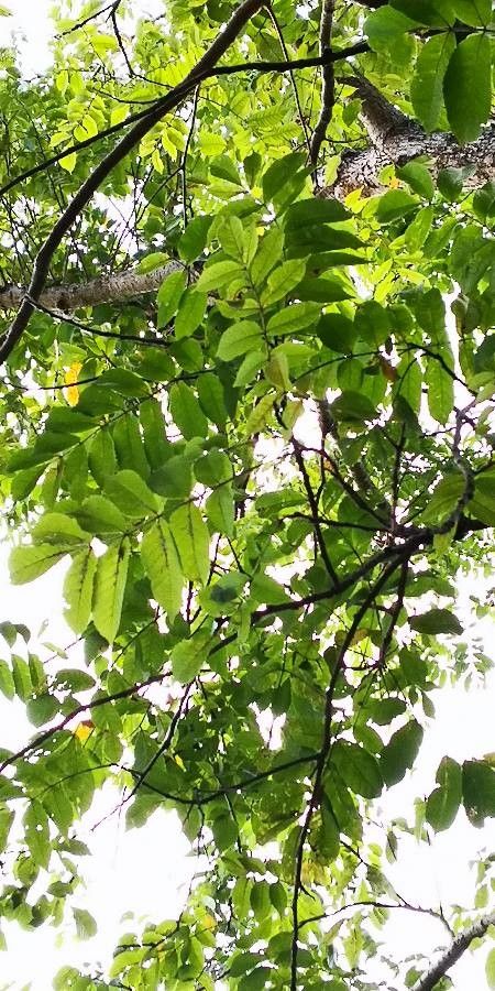 Canarium album — search result for 'Fiji'