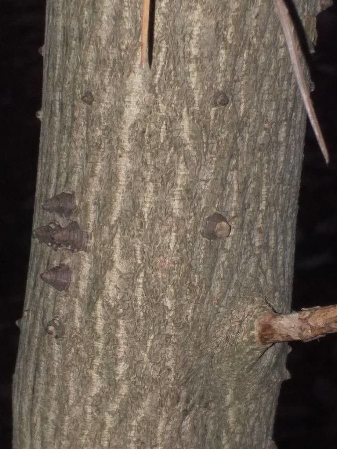 Zanthoxylum schinifolium bark