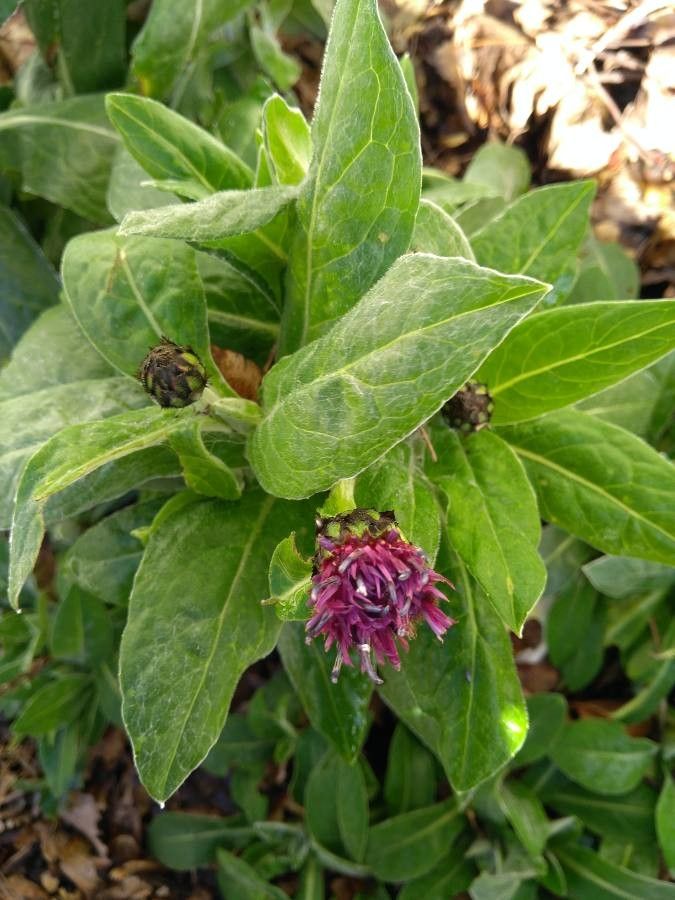 Cyanus graminifolius leaf