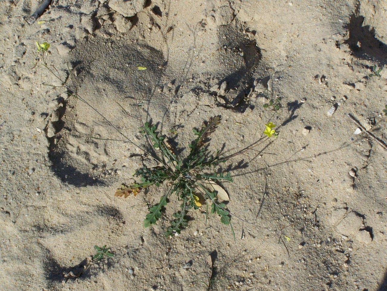 Diplotaxis simplex habit