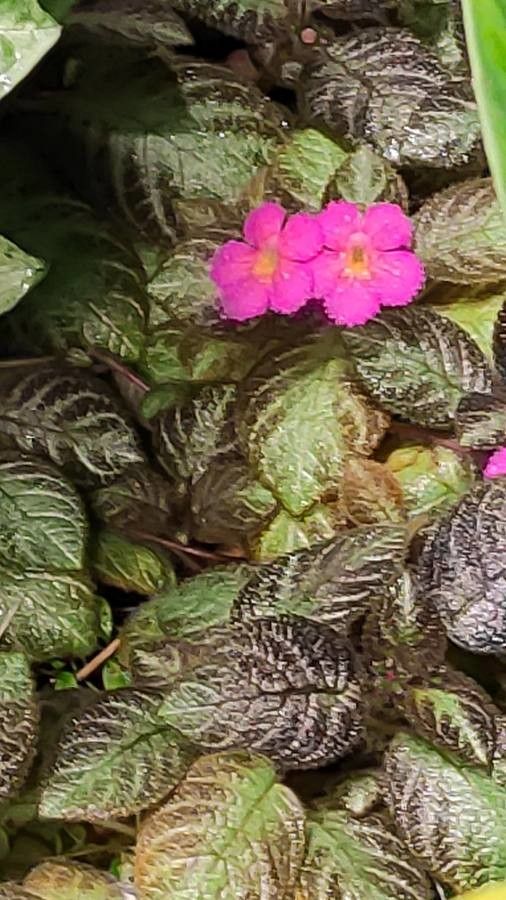 Episcia lilacina flower