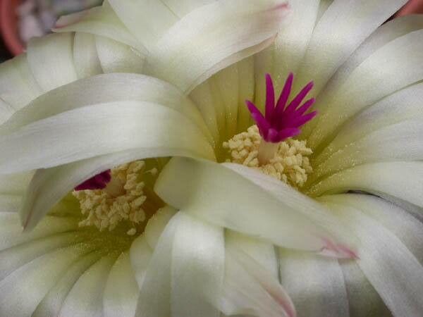 Parodia allosiphon flower