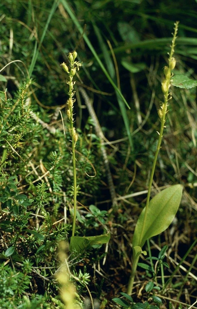 Malaxis monophyllos habit