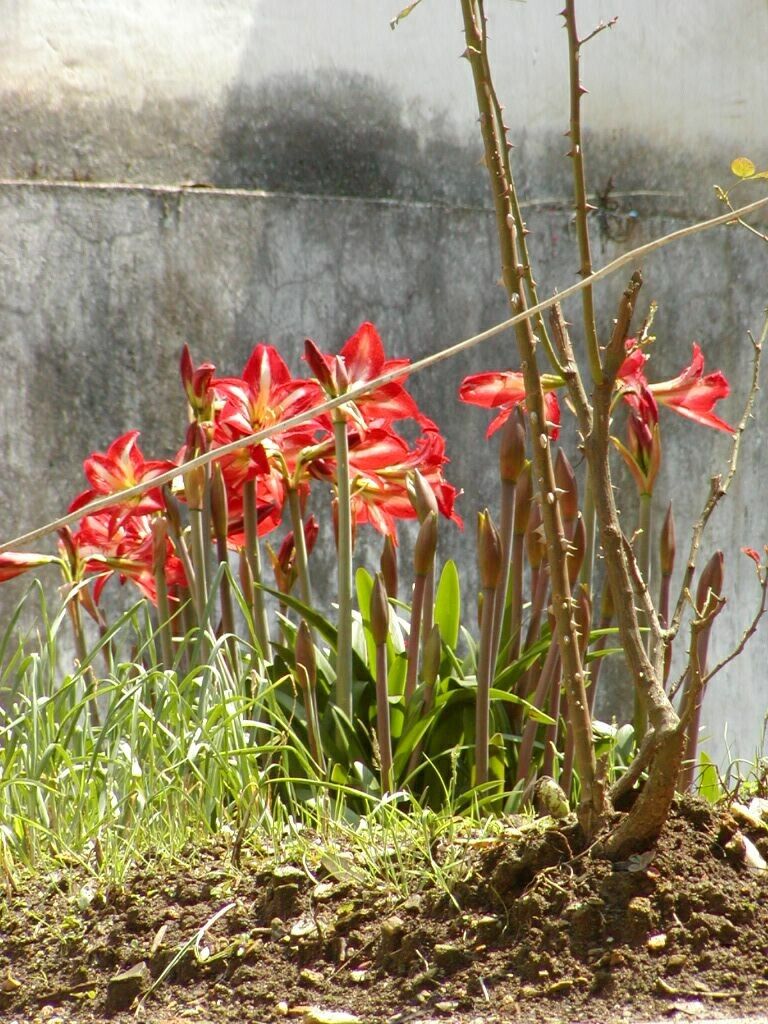 Hippeastrum puniceum habit
