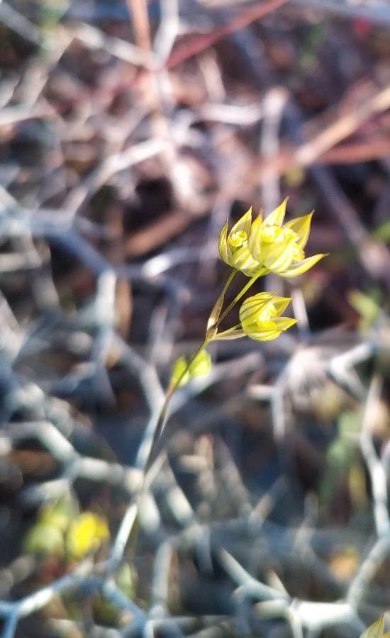 Bupleurum gracile — search result for 'Bupleurum'