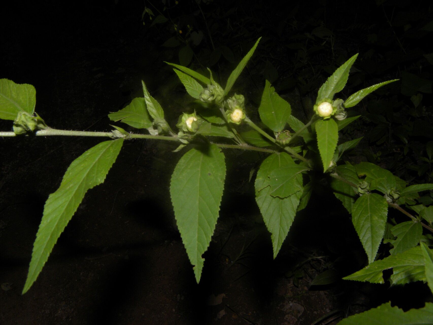 Sida cuspidata habit