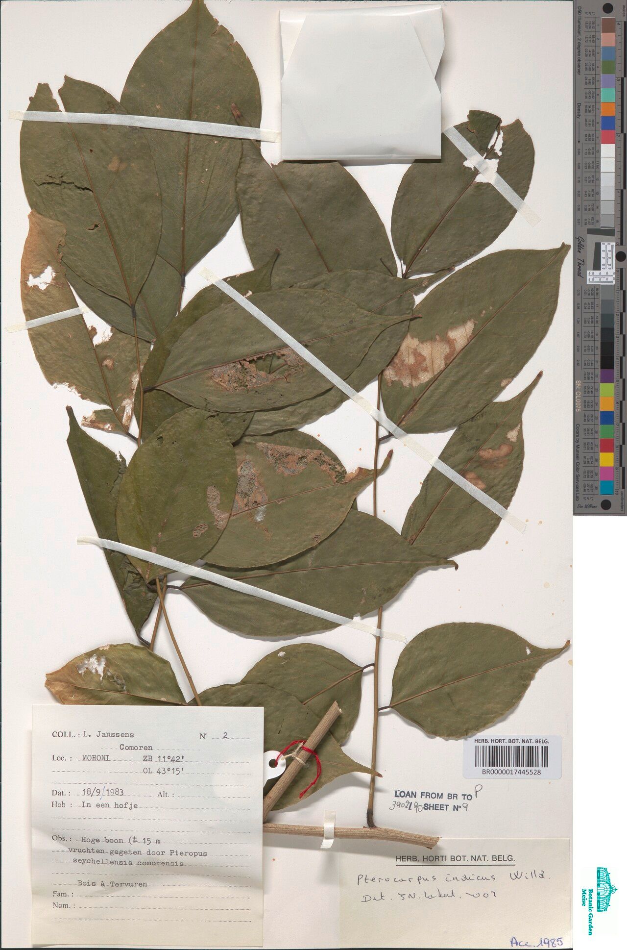 Pterocarpus homblei — search result for 'Pterocarpus'