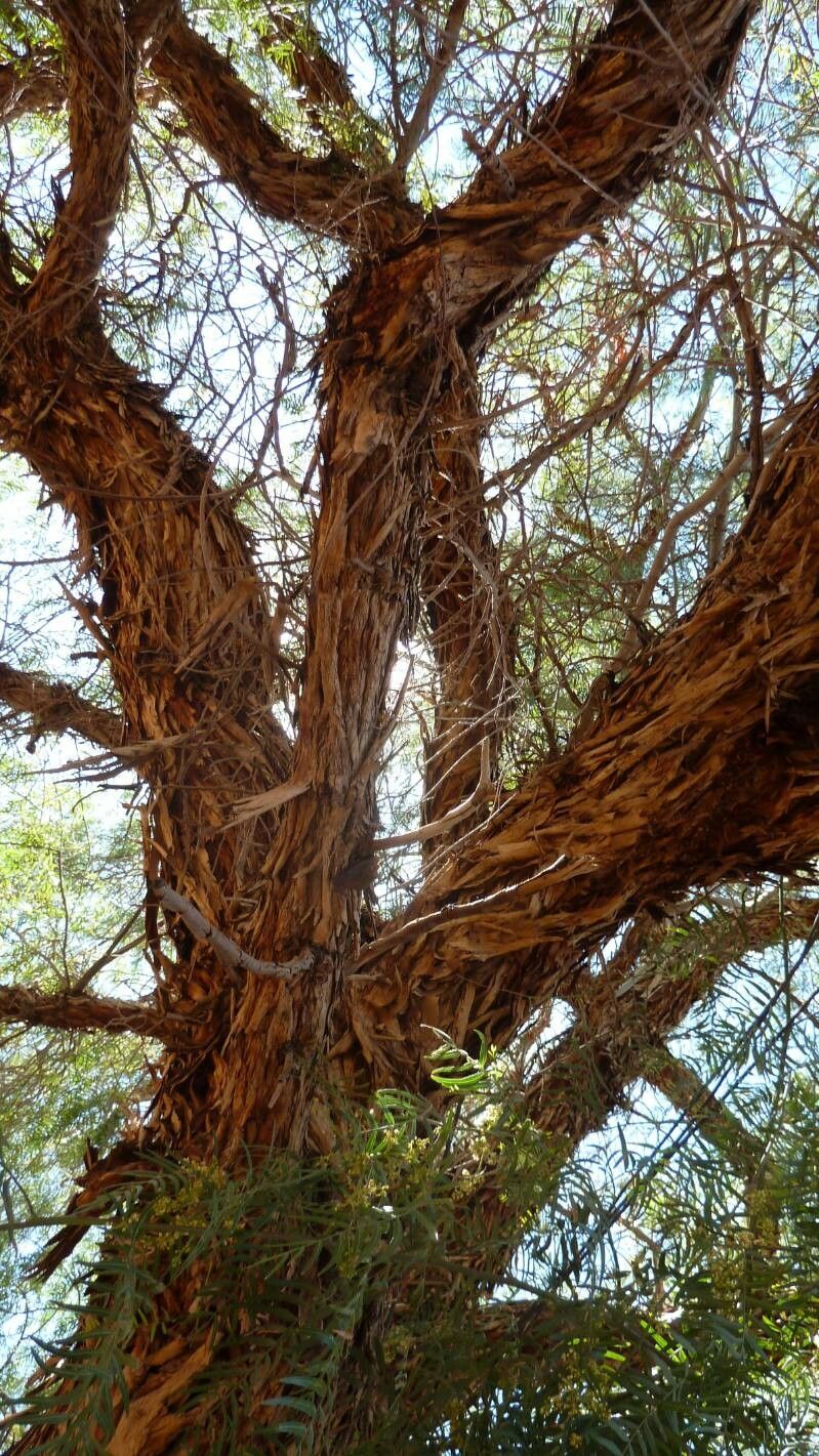 Vachellia erioloba bark