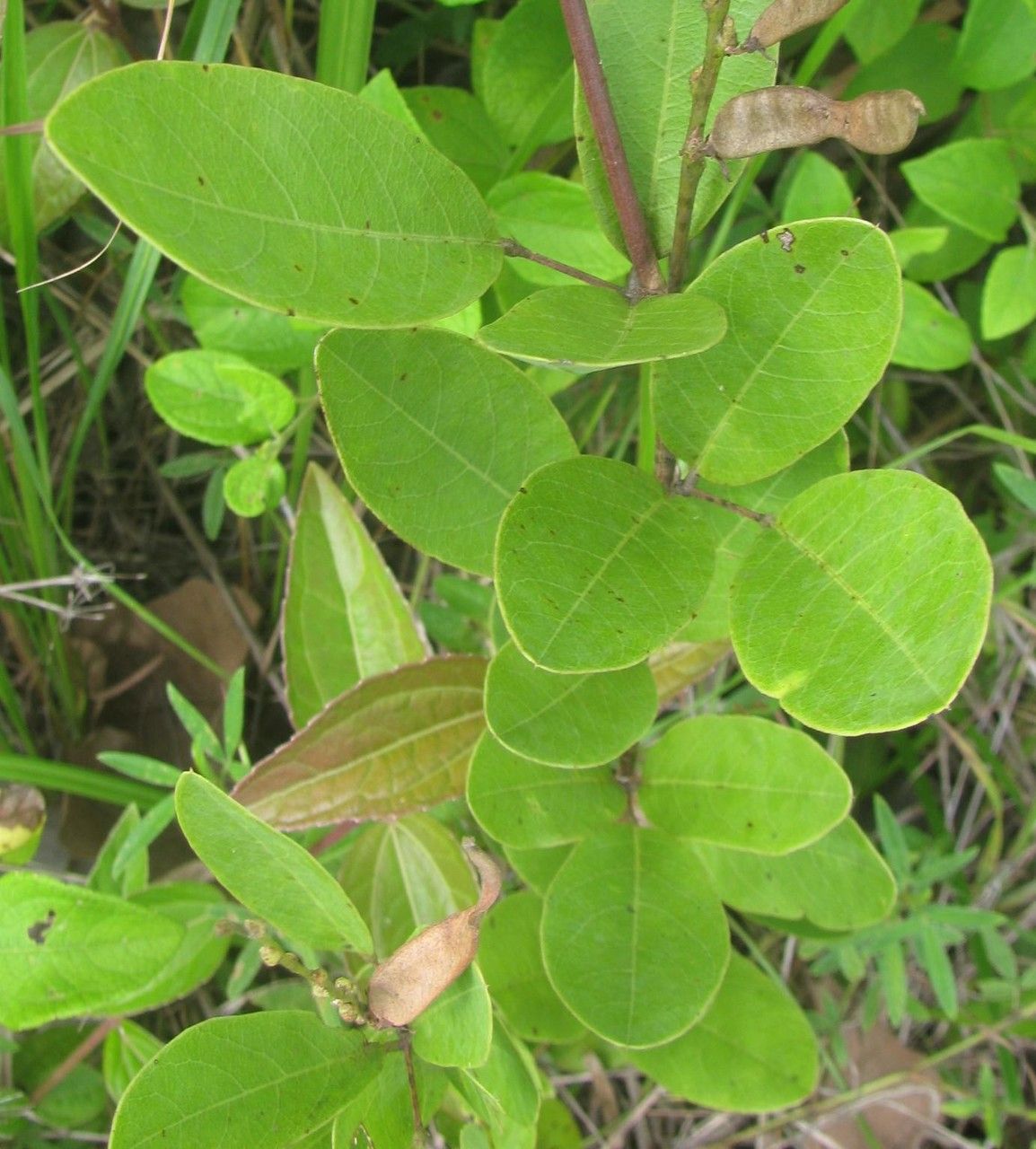 Galactia glaucescens leaf
