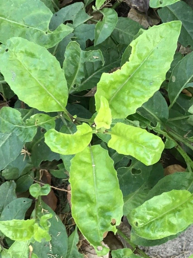 Gynura procumbens — search result for 'Southeast Asia'