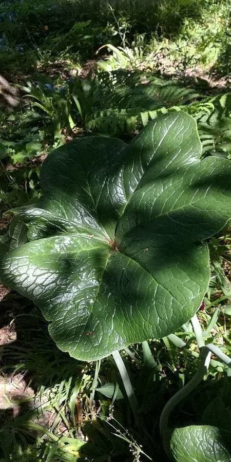 Podophyllum aurantiocaule — related species from the same genus