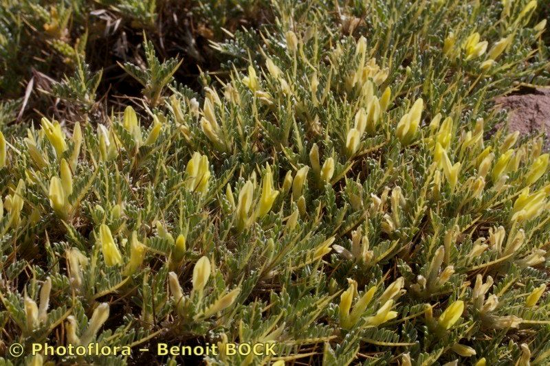 Astragalus ibrahimianus habit