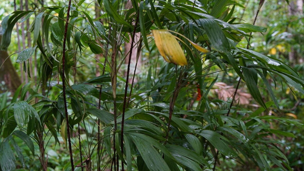 Linospadix palmerianus — related species from the same genus