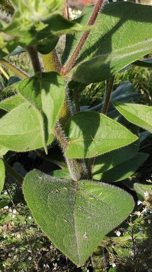 Silphium mohrii — search result for 'Silphium'