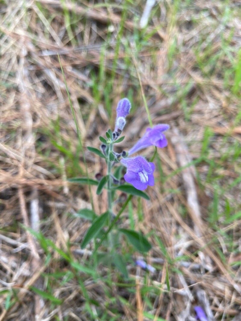 Scutellaria integrifolia flower