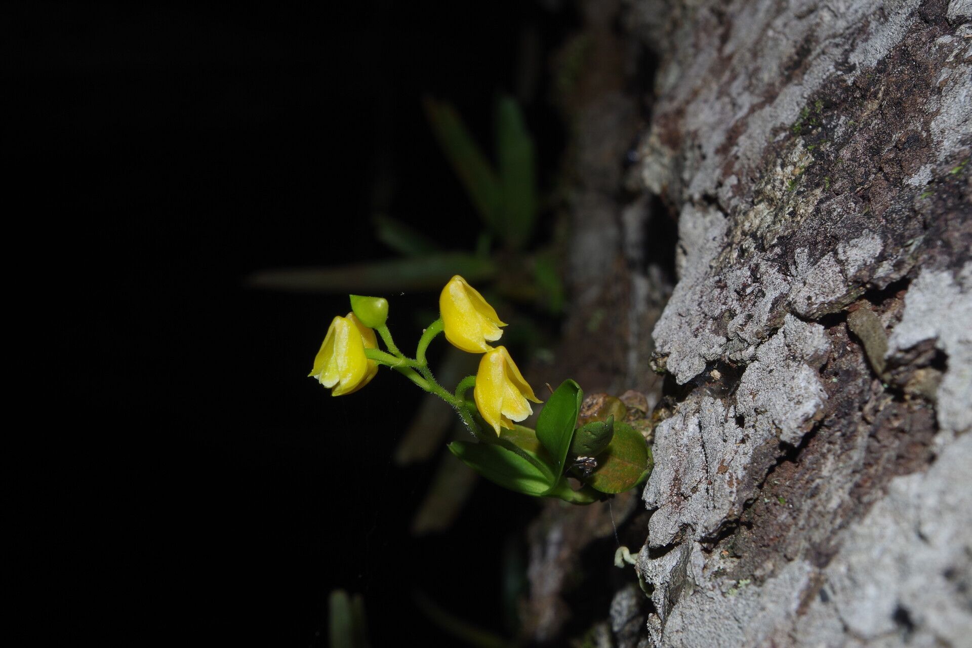 Polystachya testuana — houseplant care guide