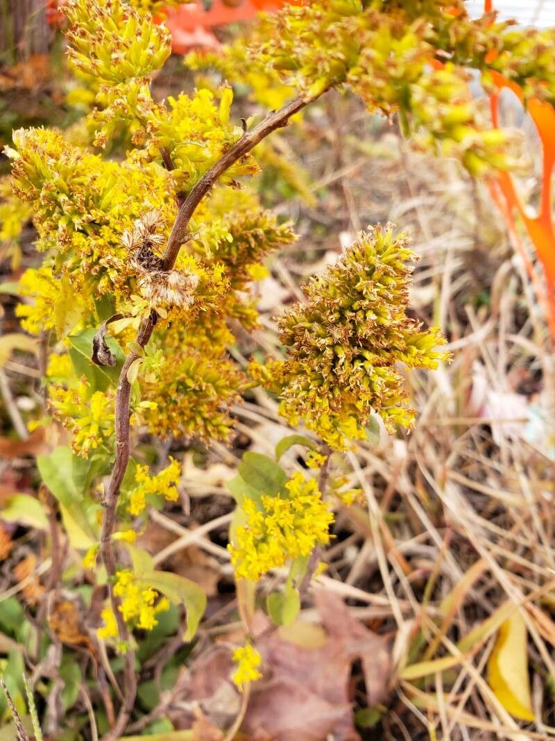 Solidago nemoralis flower