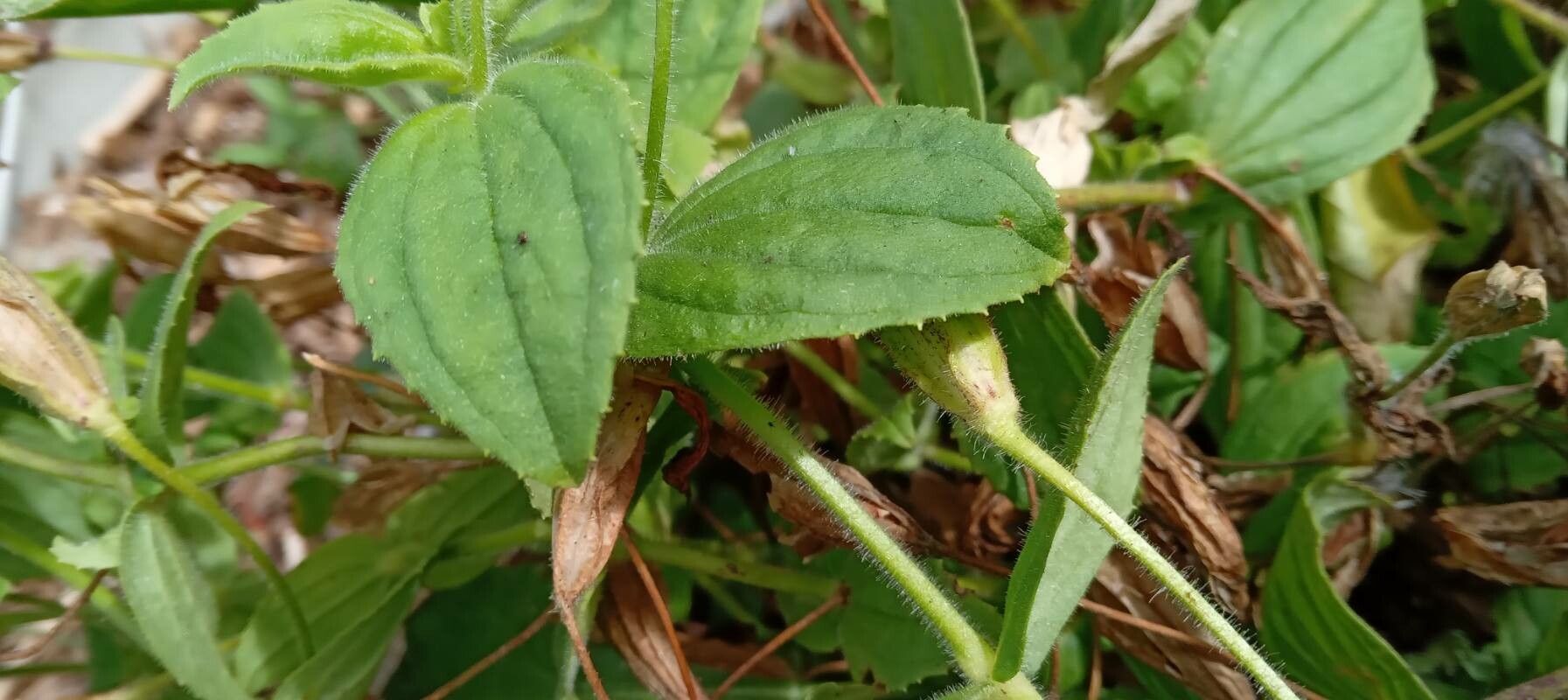 Mimulus cardinalis leaf