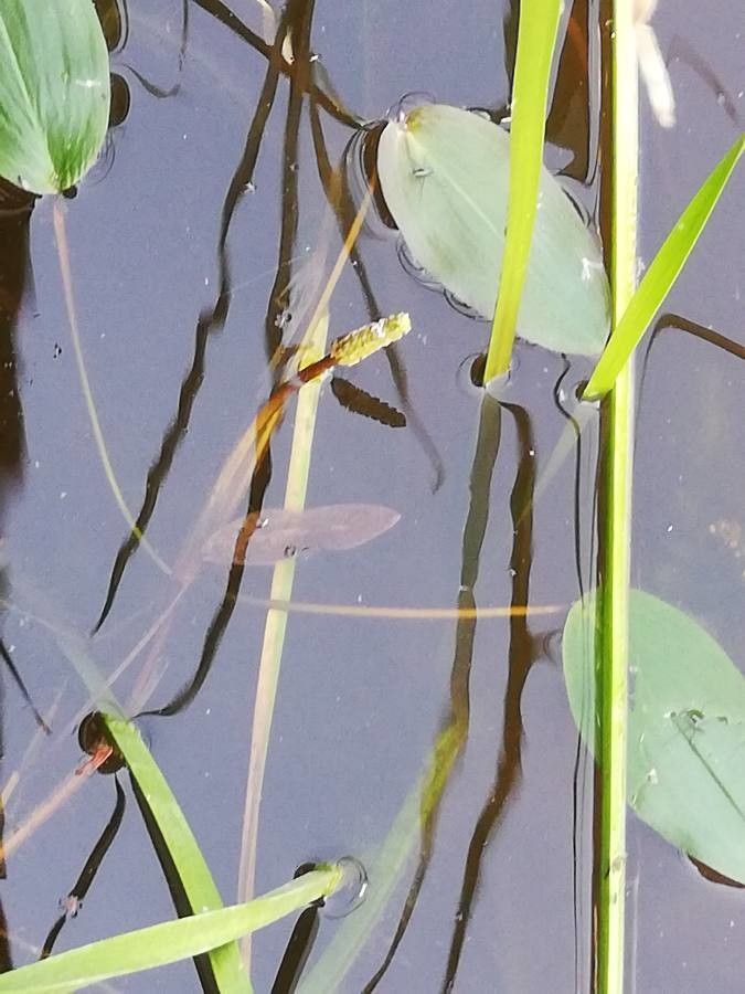 Potamogeton crispus flower