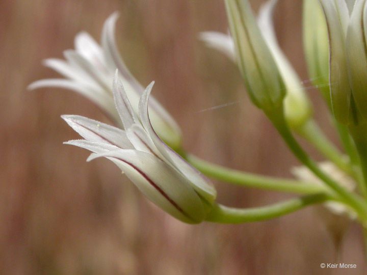 Allium bolanderi flower
