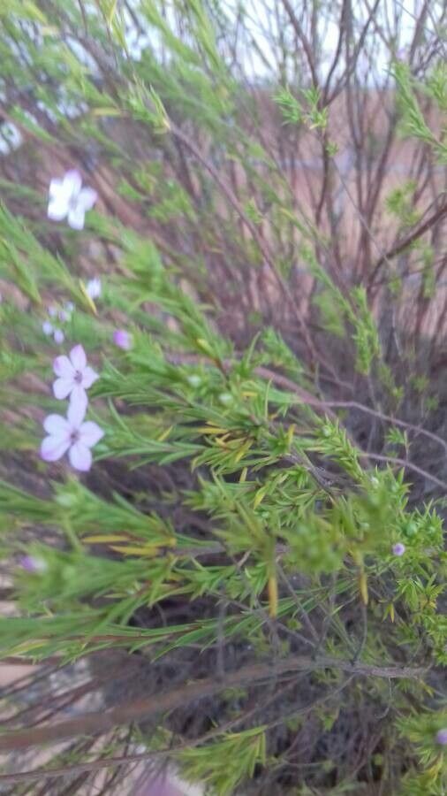 Coleonema pulchrum leaf