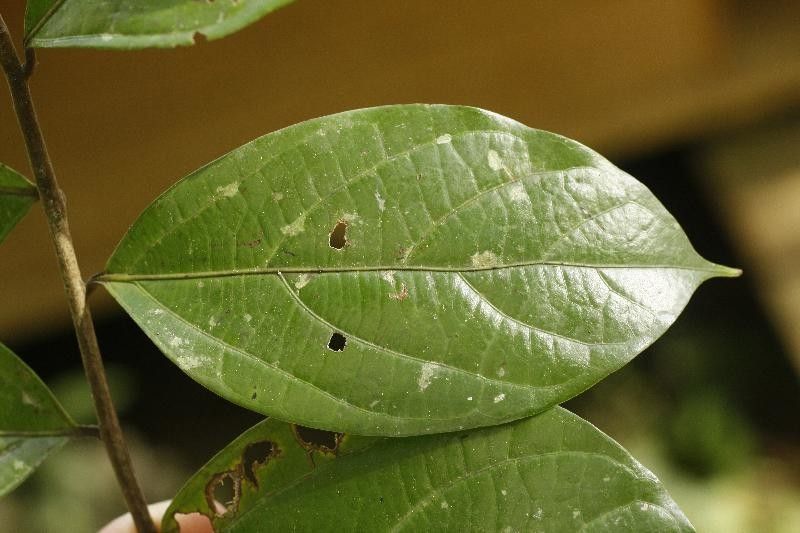 Ocotea cinerea — search result for 'Ocotea'