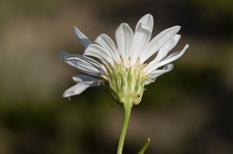 Xylorhiza glabriuscula flower