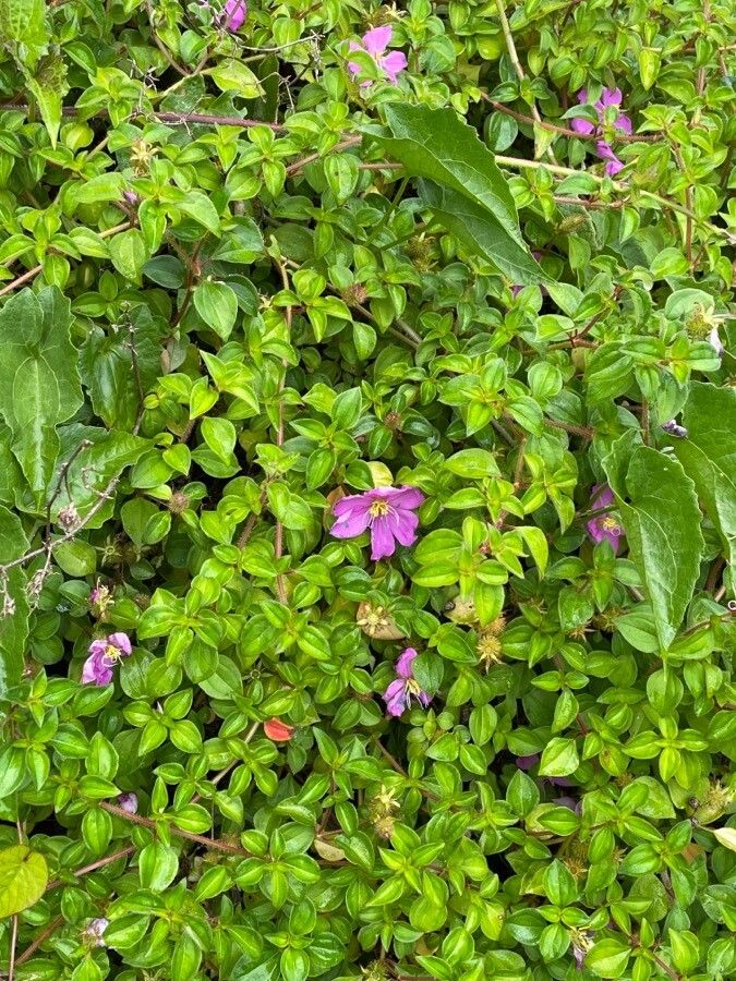 Dissotis rotundifolia flower