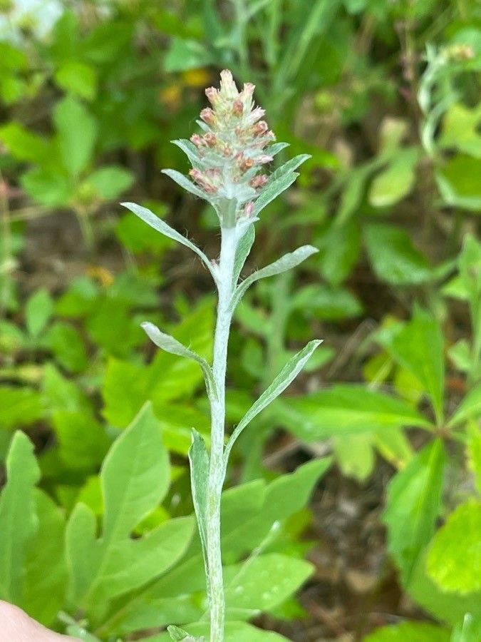 Gamochaeta purpurea flower