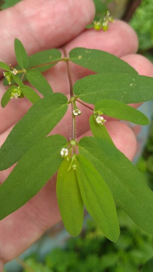 Euphorbia nutans flower