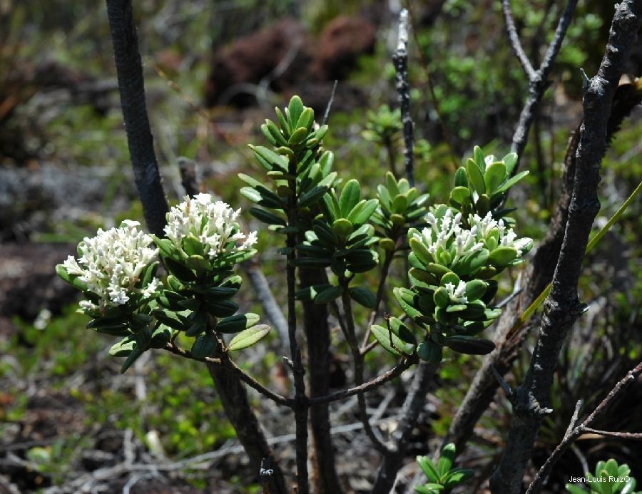Alyxia sarasinii habit