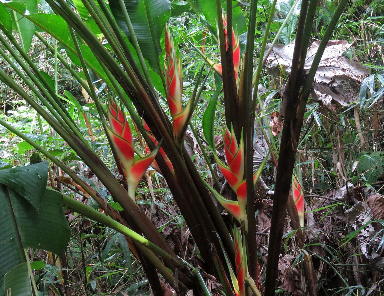 Heliconia wagneriana habit