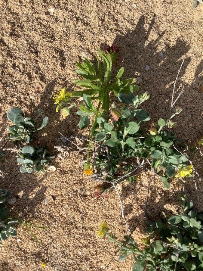 Helianthemum canariense — houseplant care guide