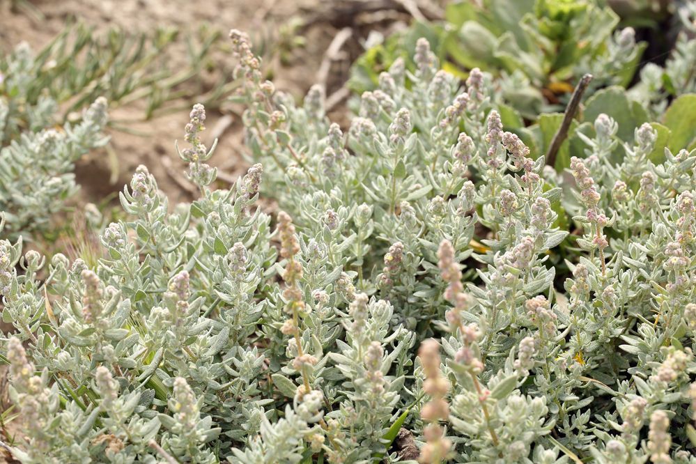 Extriplex californica — houseplant care guide