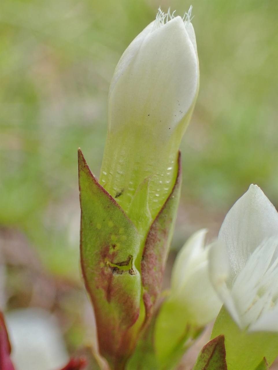Gentianella campestris fruit